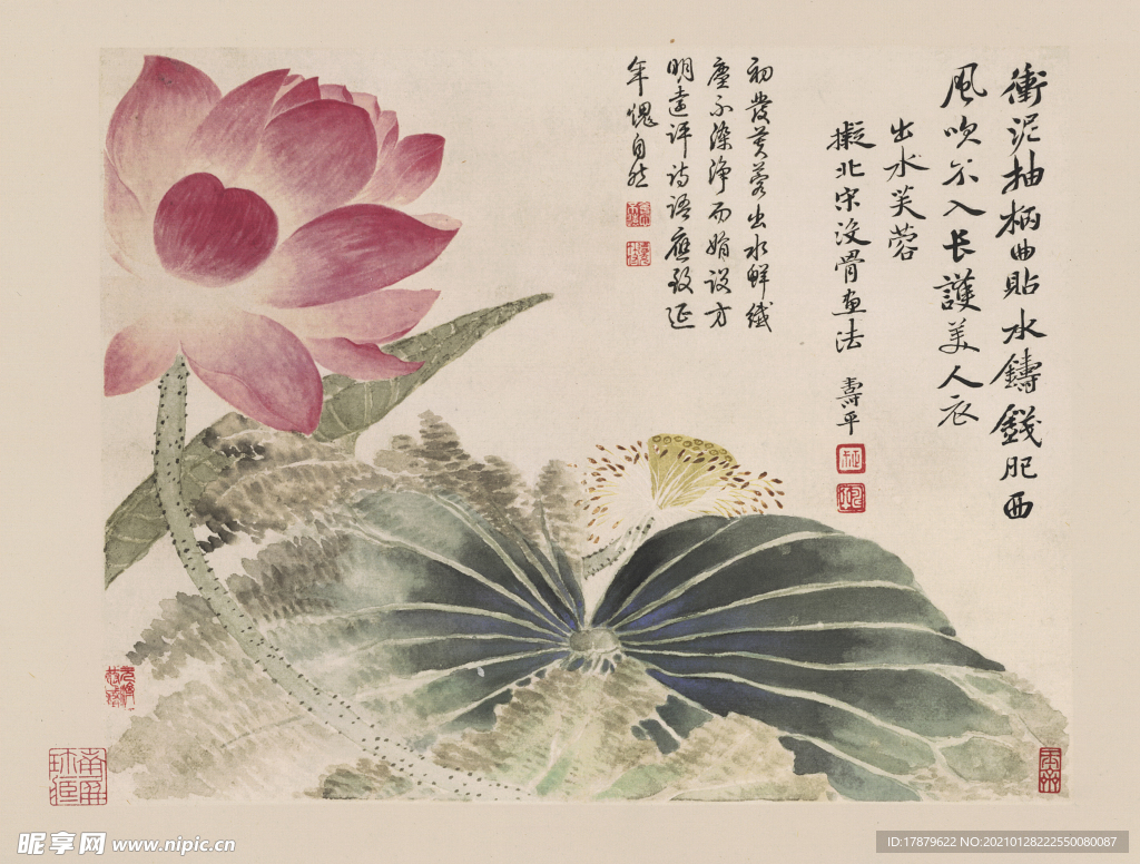 恽寿平国画 荷花