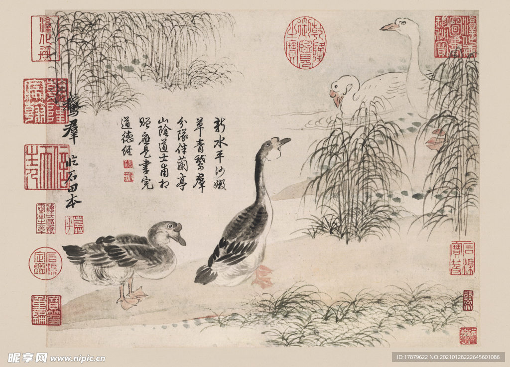 恽寿平国画 黑白鹅