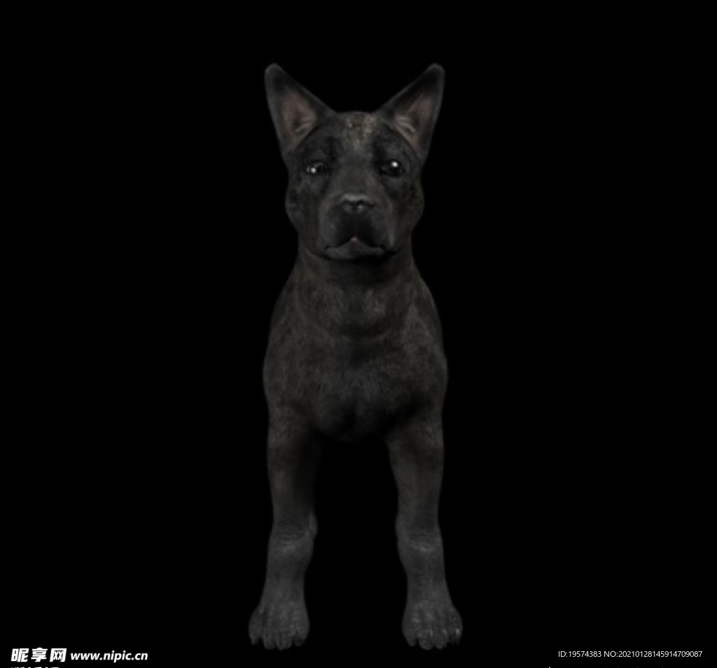C4D模型 黑色狼犬