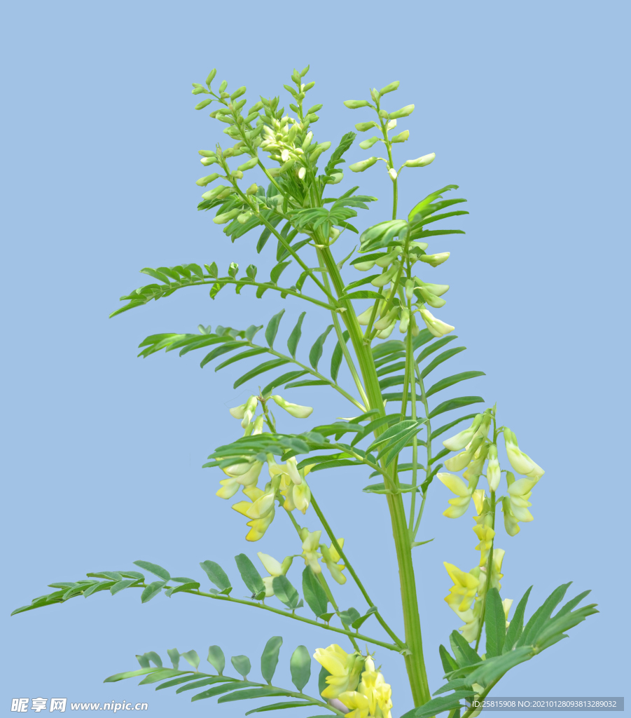 黄芪