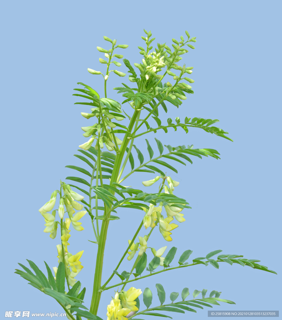 黄芪
