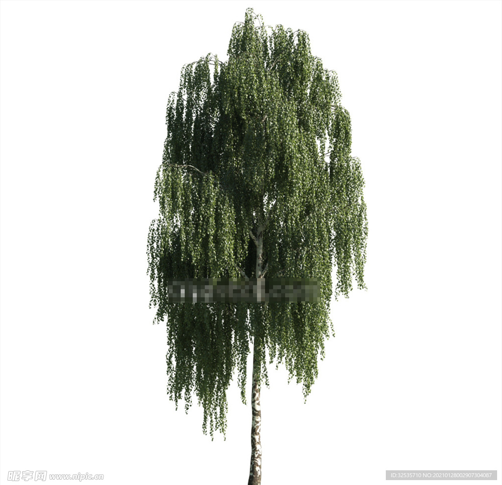杨树