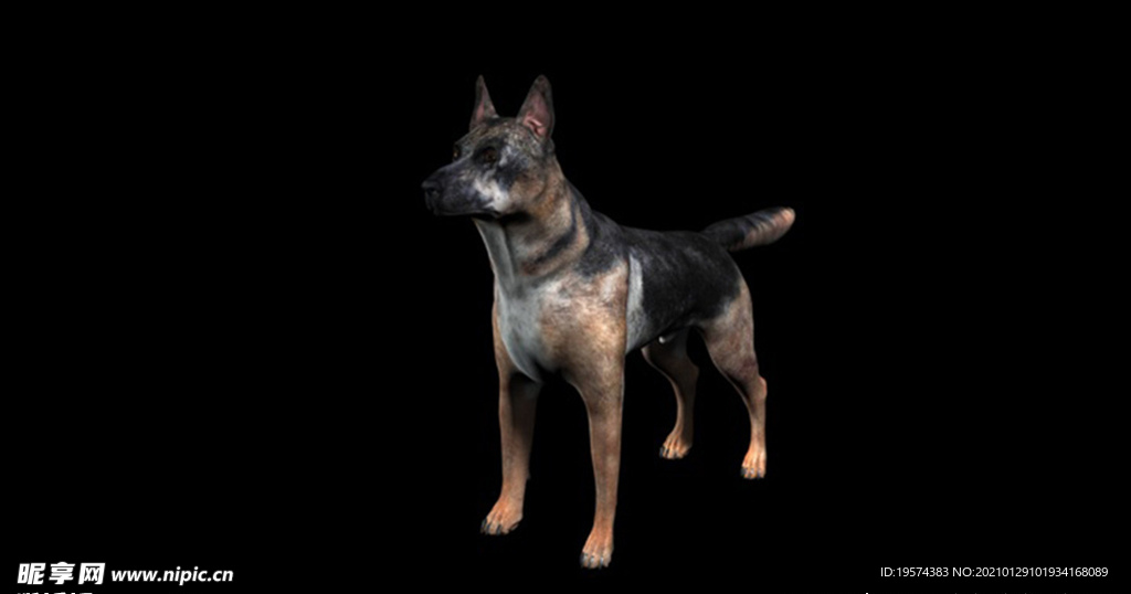 C4D模型 牧羊犬