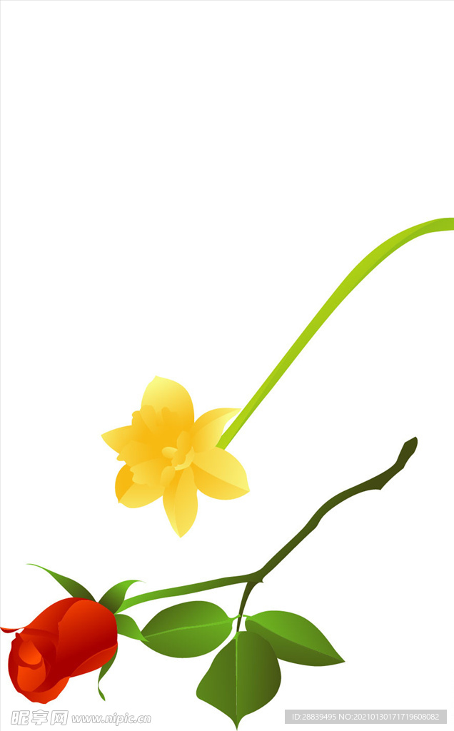 玫瑰花