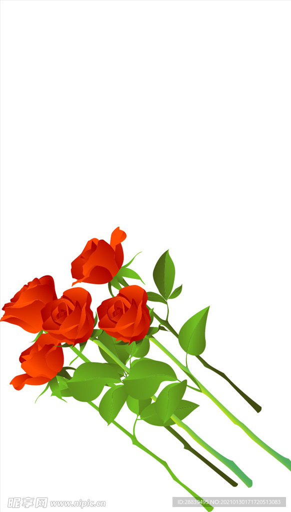 玫瑰花