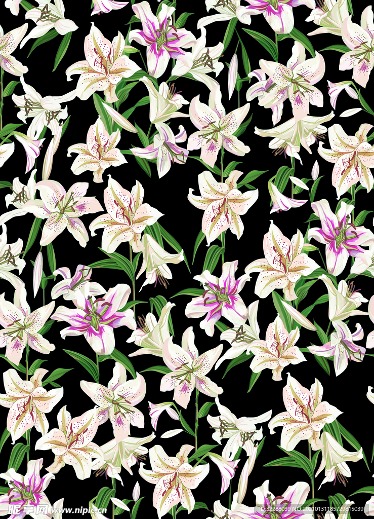 百合花  花朵系列