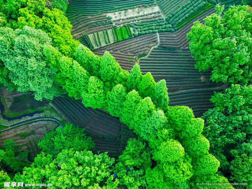 茶园