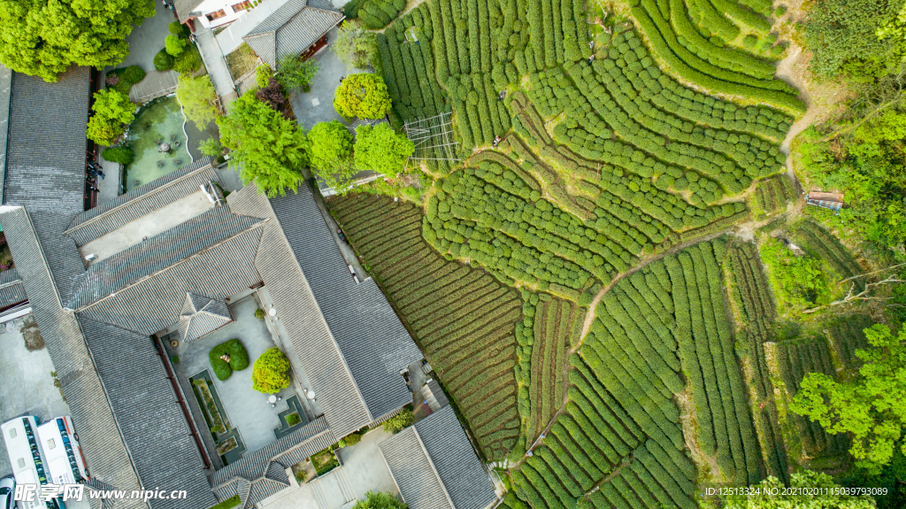 梅家坞茶园