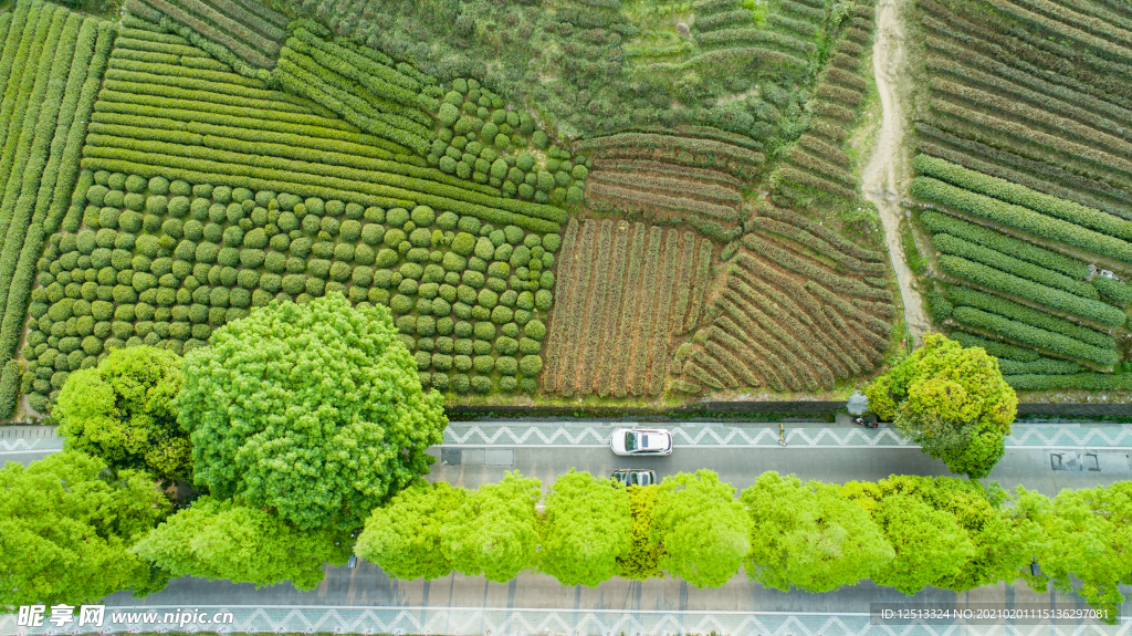 梅家坞茶园