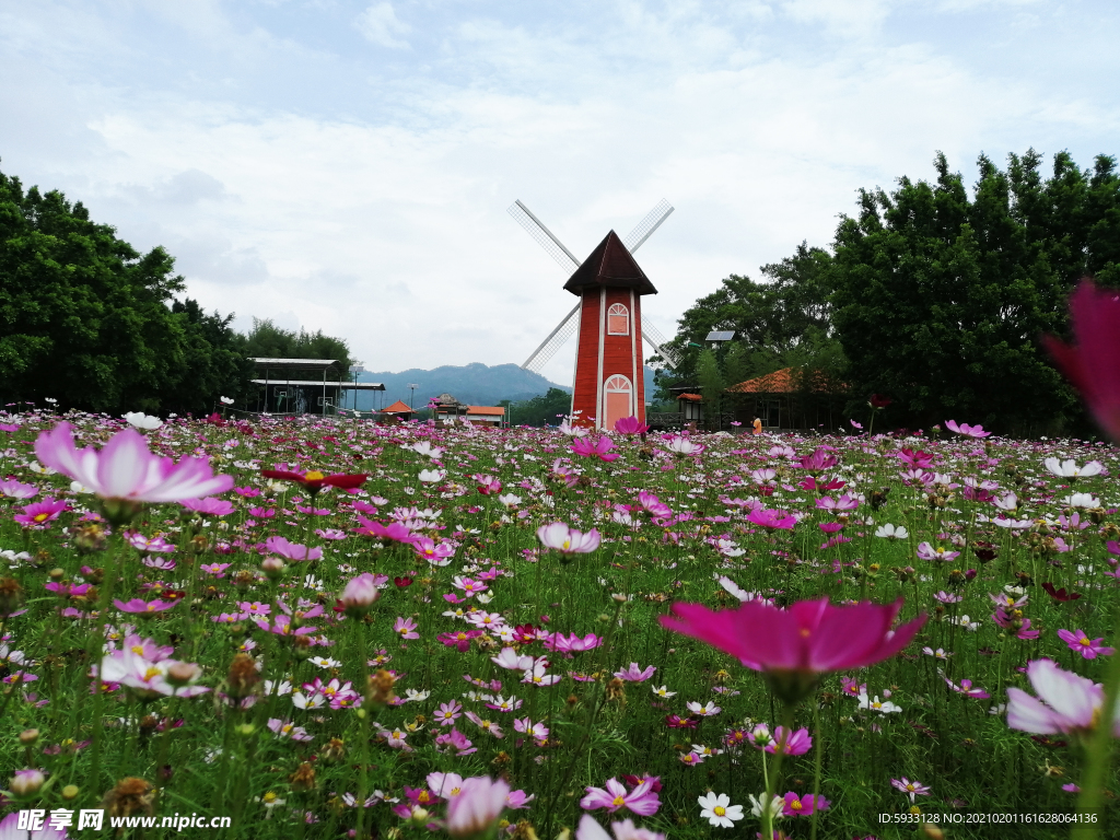 公园格桑花海