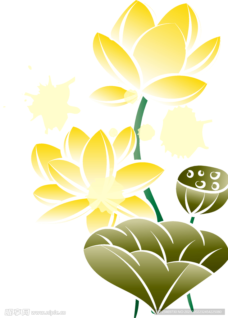 荷花
