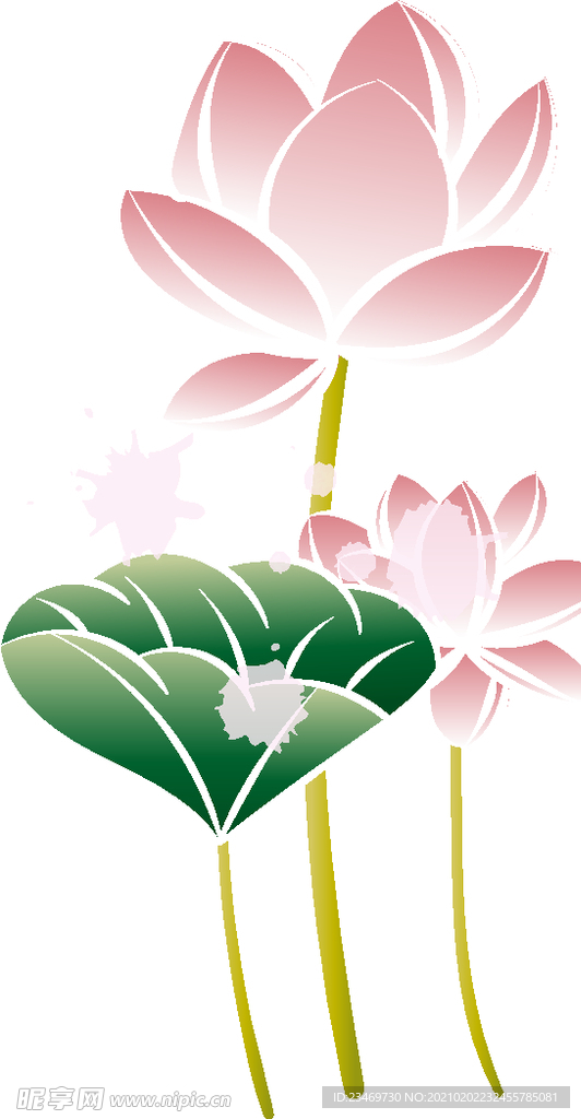 荷花