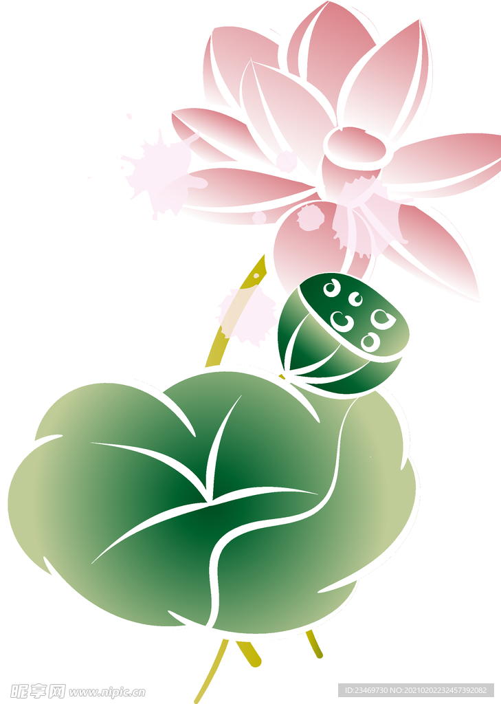 荷花