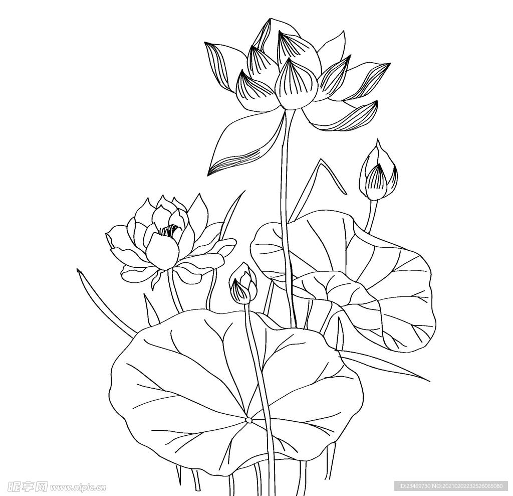 荷花