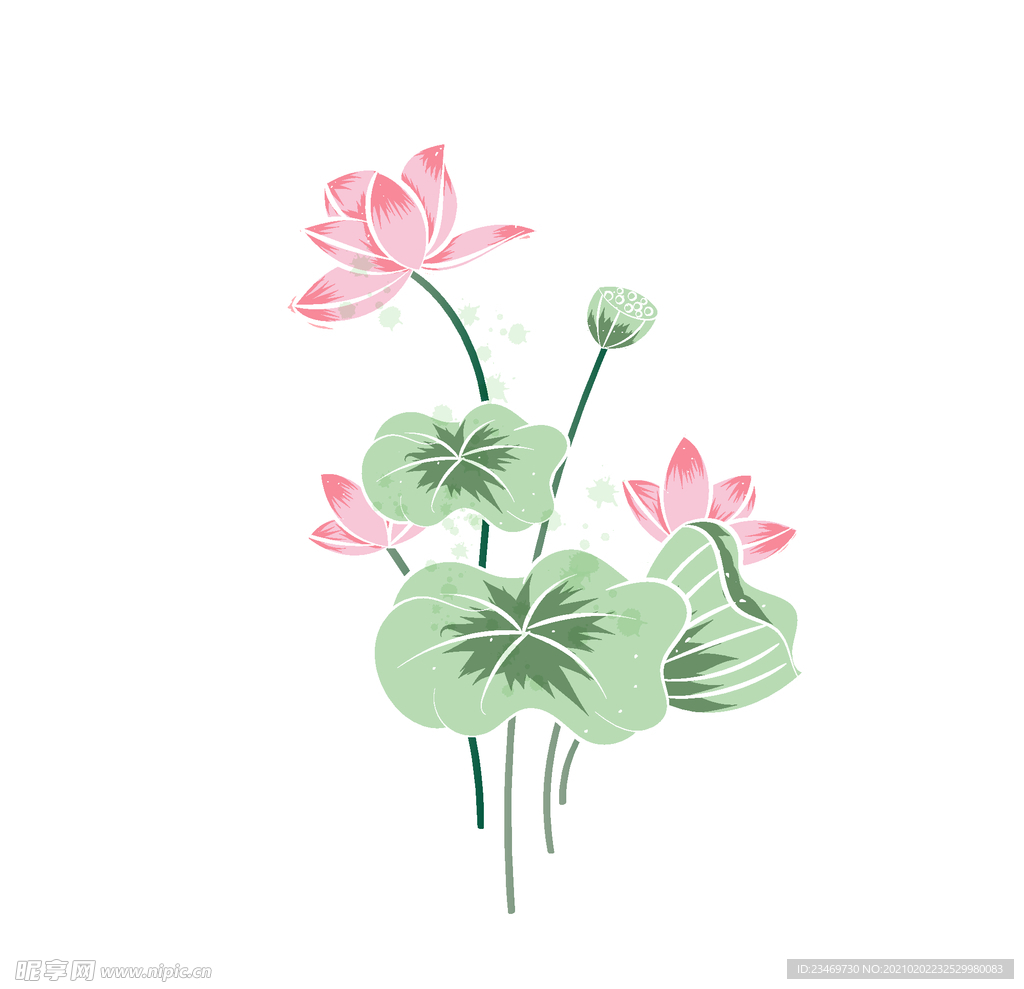 荷花