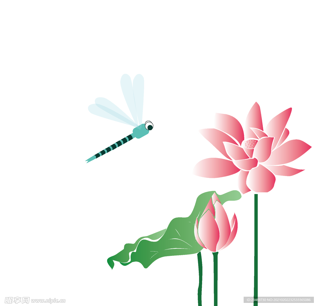 荷花