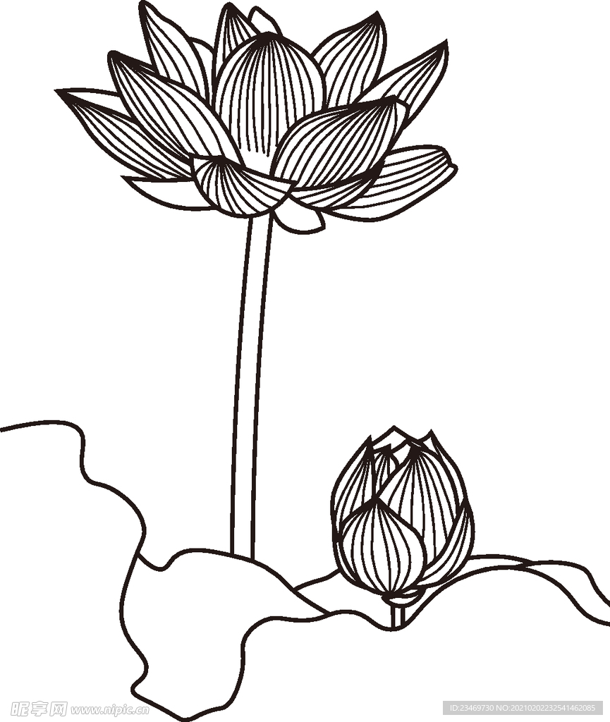 荷花