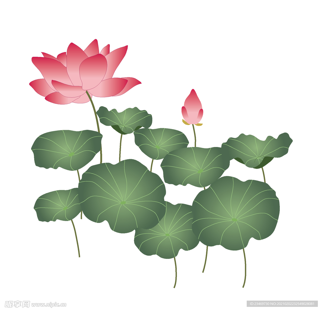 荷花