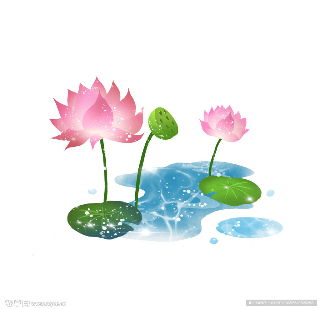 荷花