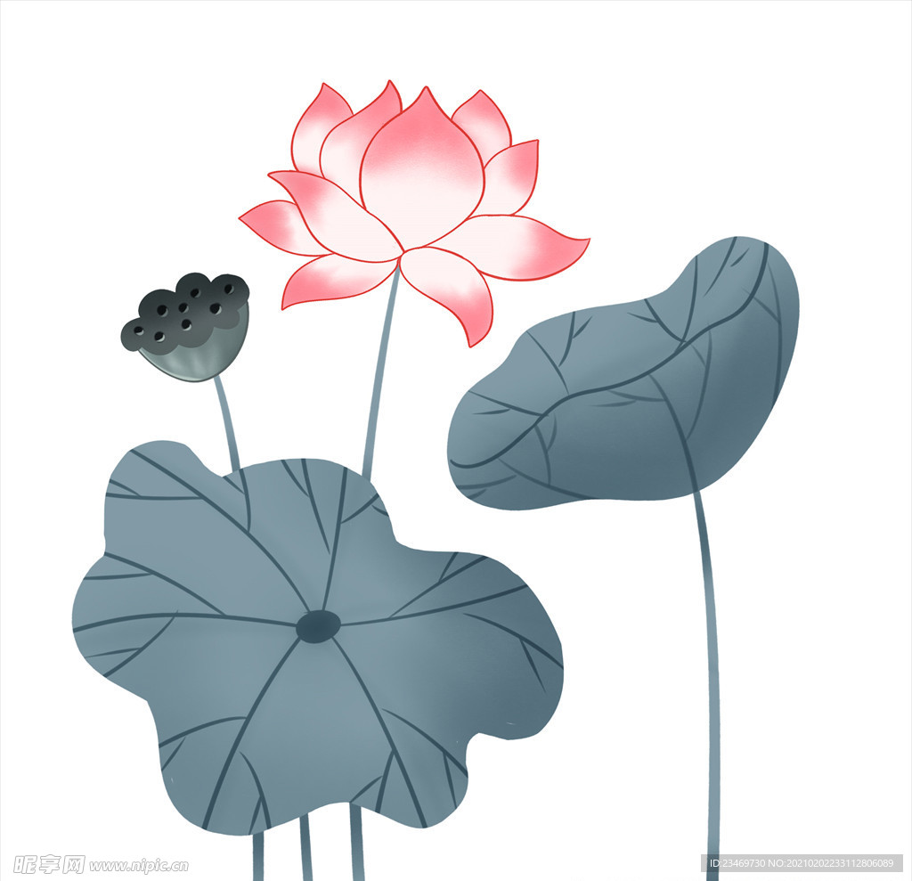 荷花