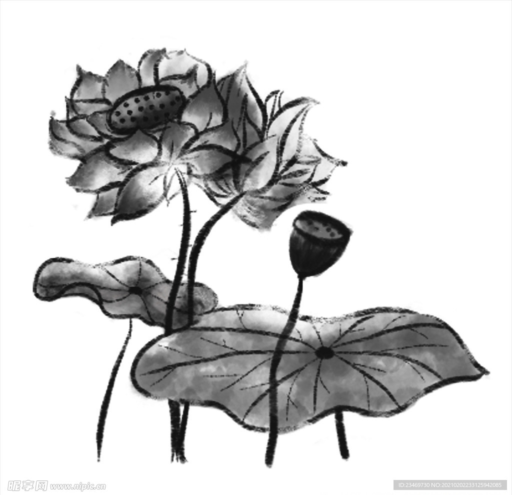 荷花