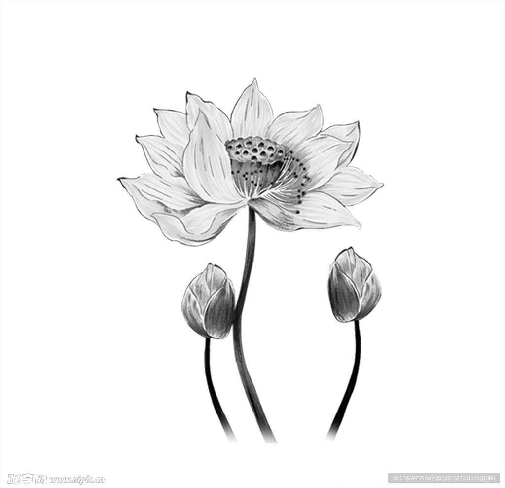 荷花