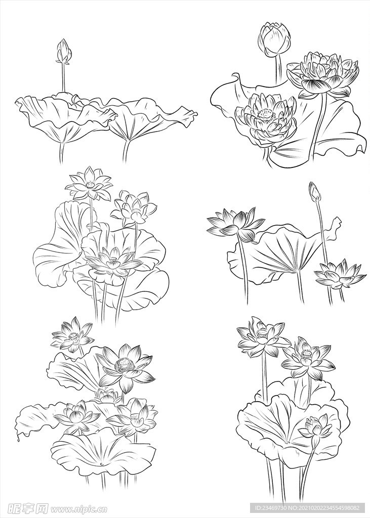 荷花