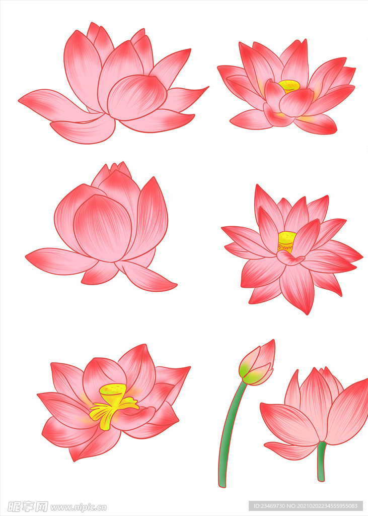 荷花