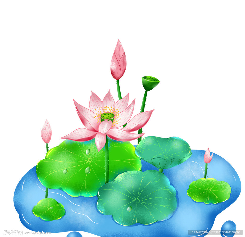 荷花