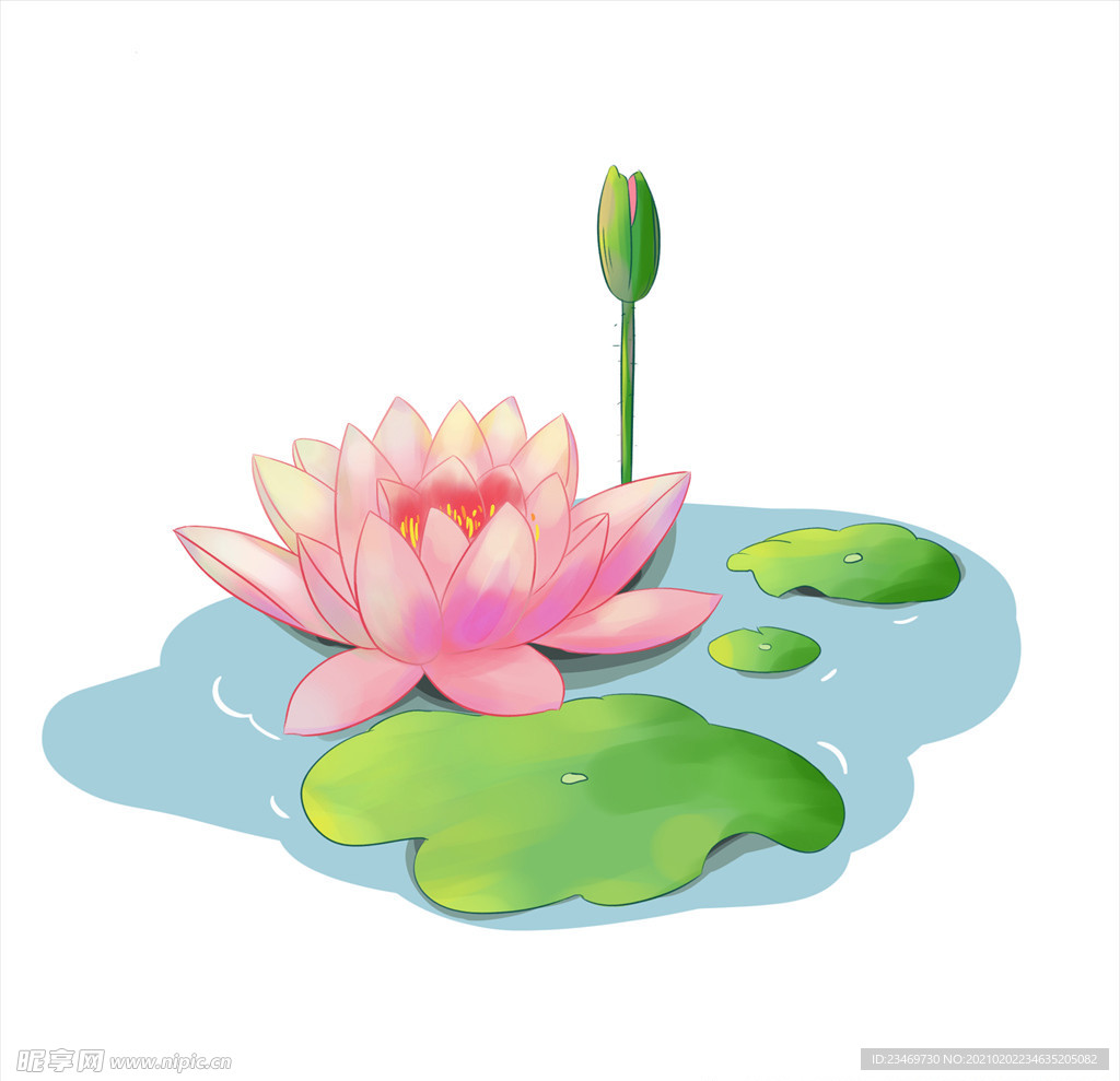 荷花