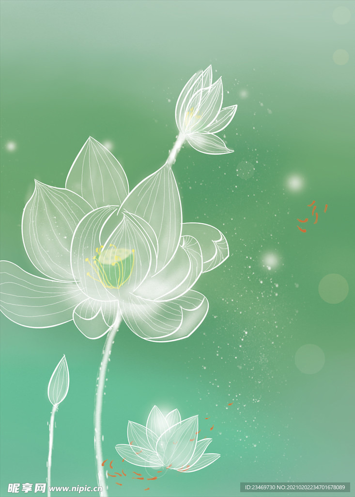 荷花