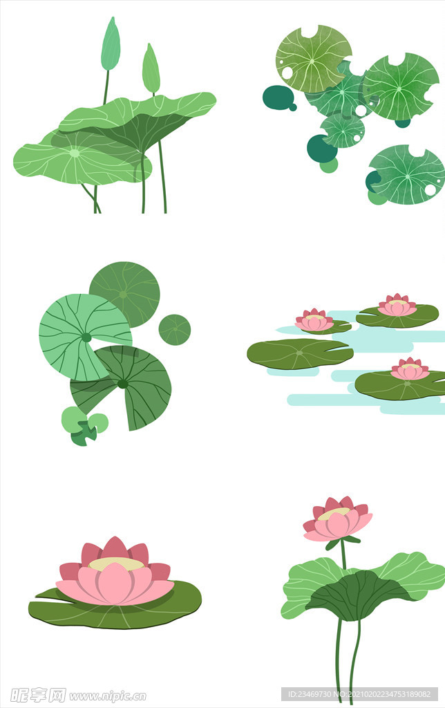 荷花