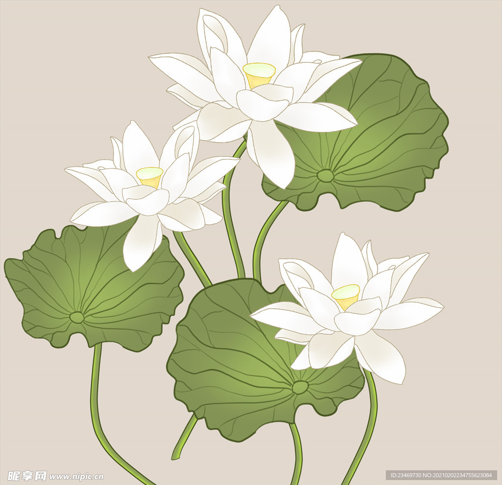 荷花