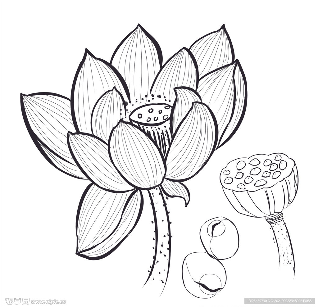 荷花