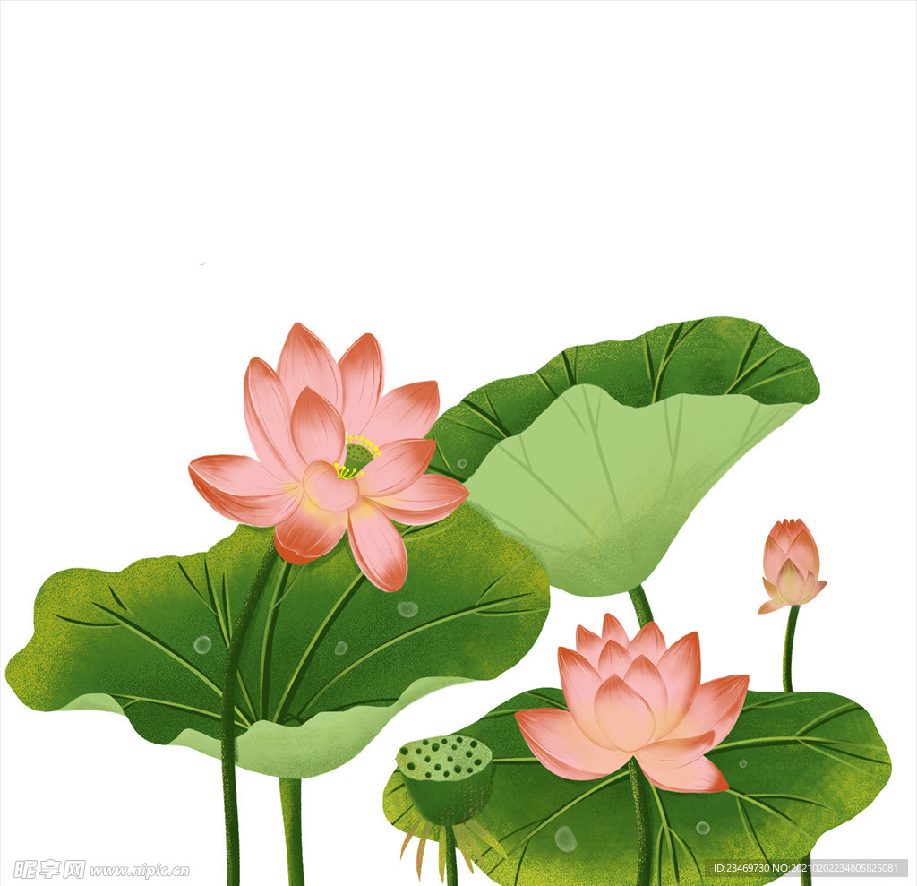 荷花