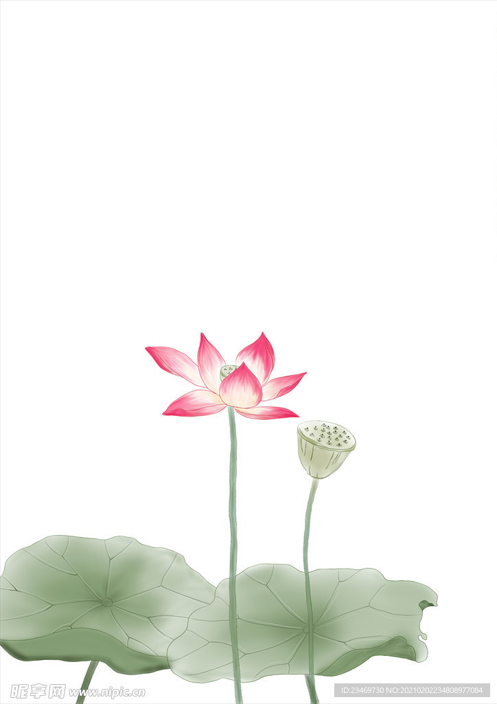 荷花
