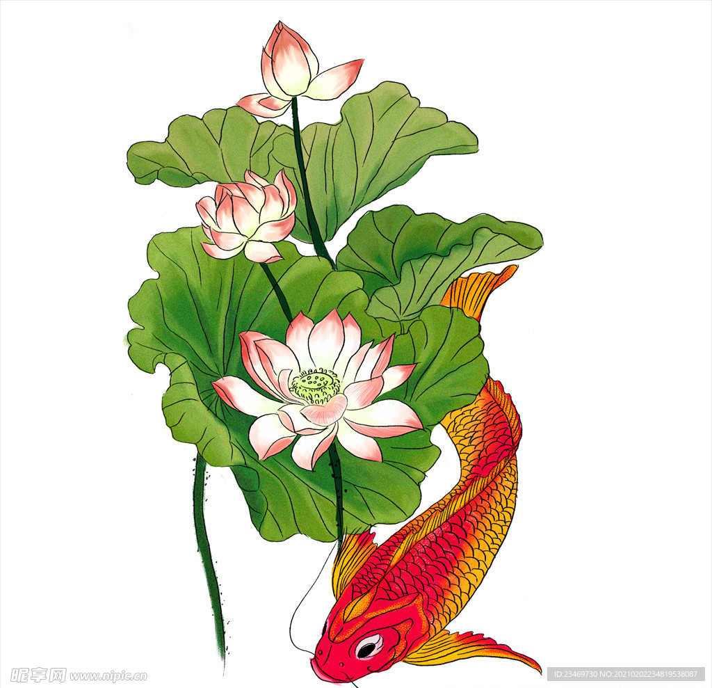 荷花