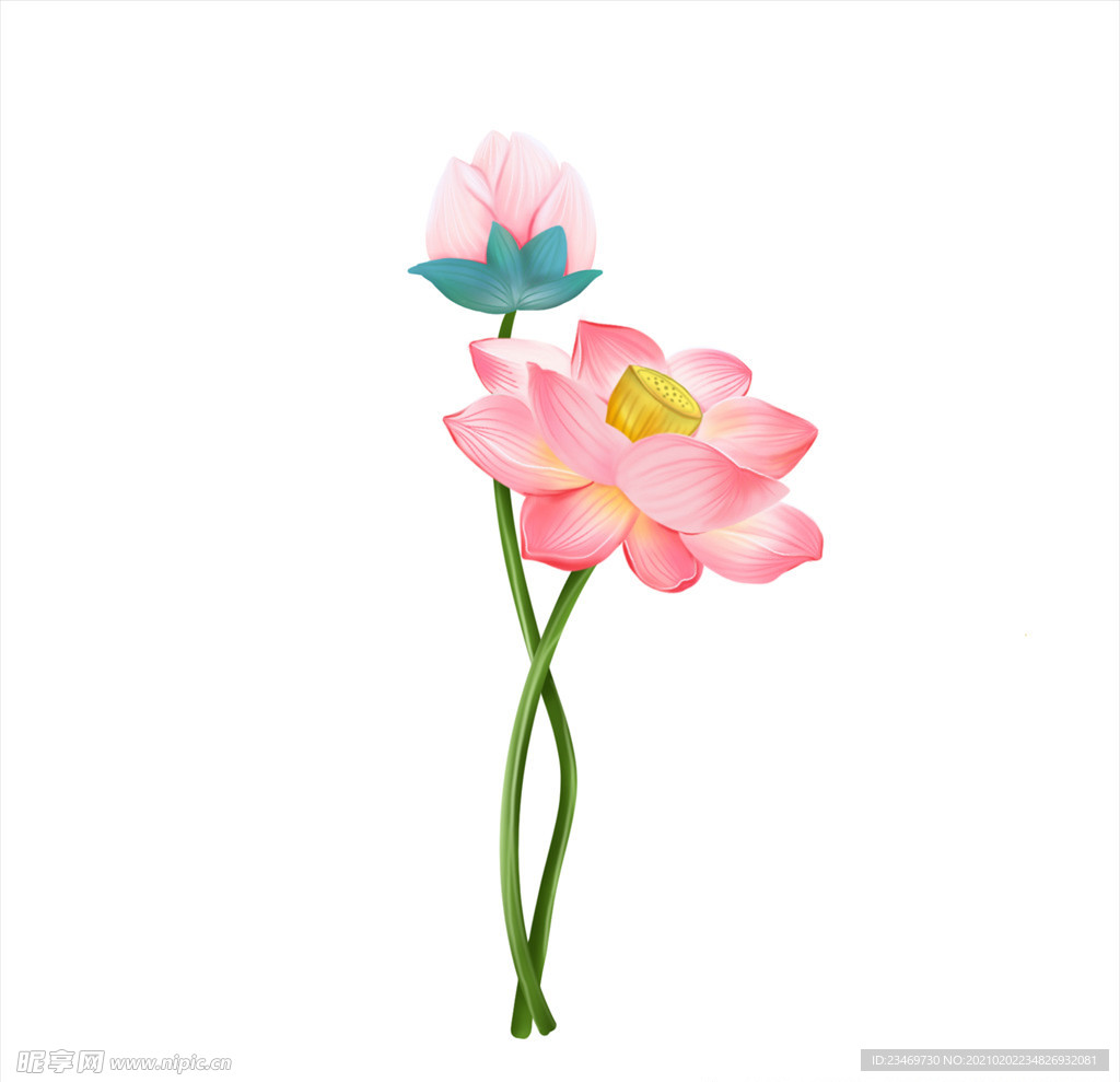 荷花