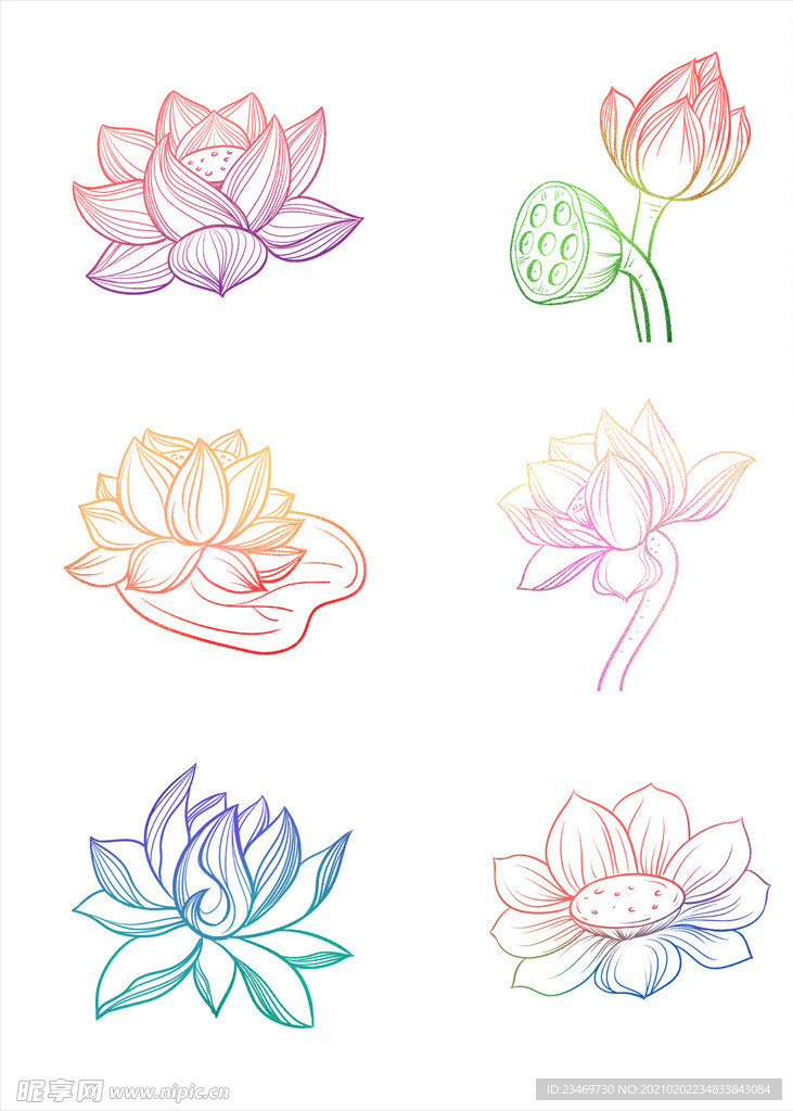 荷花