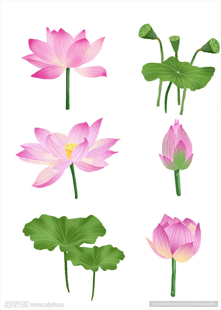 荷花