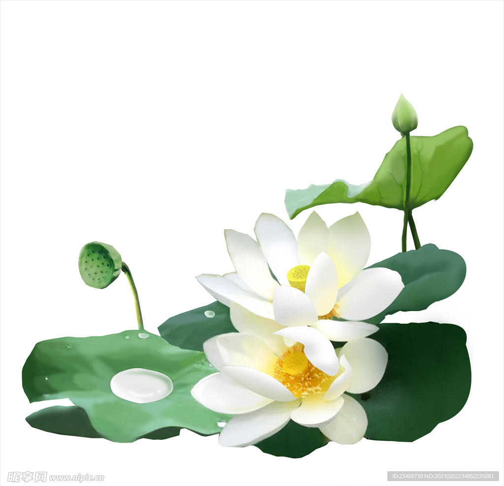 荷花