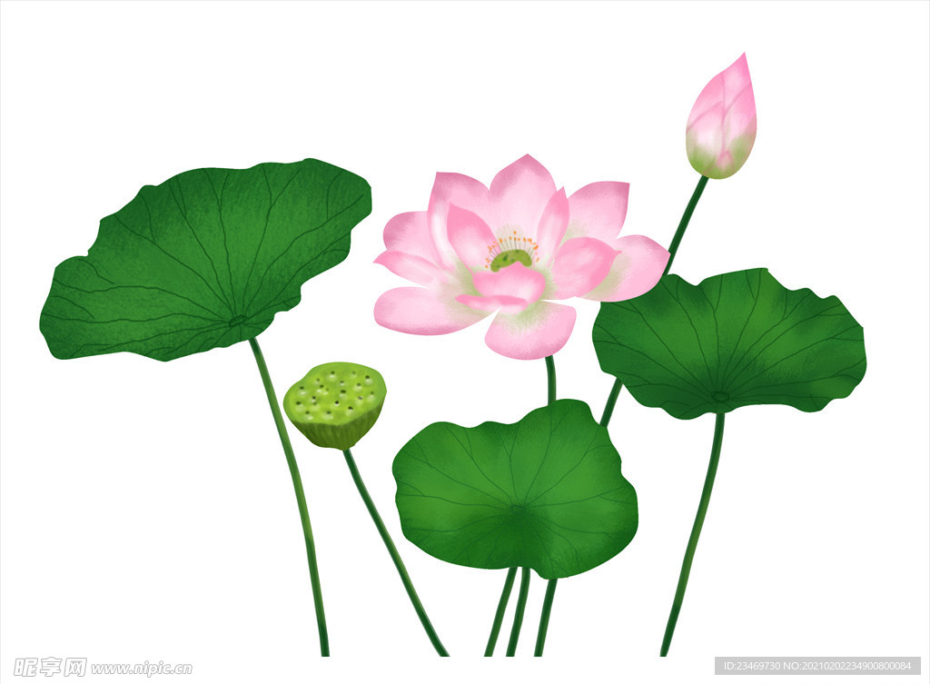 荷花