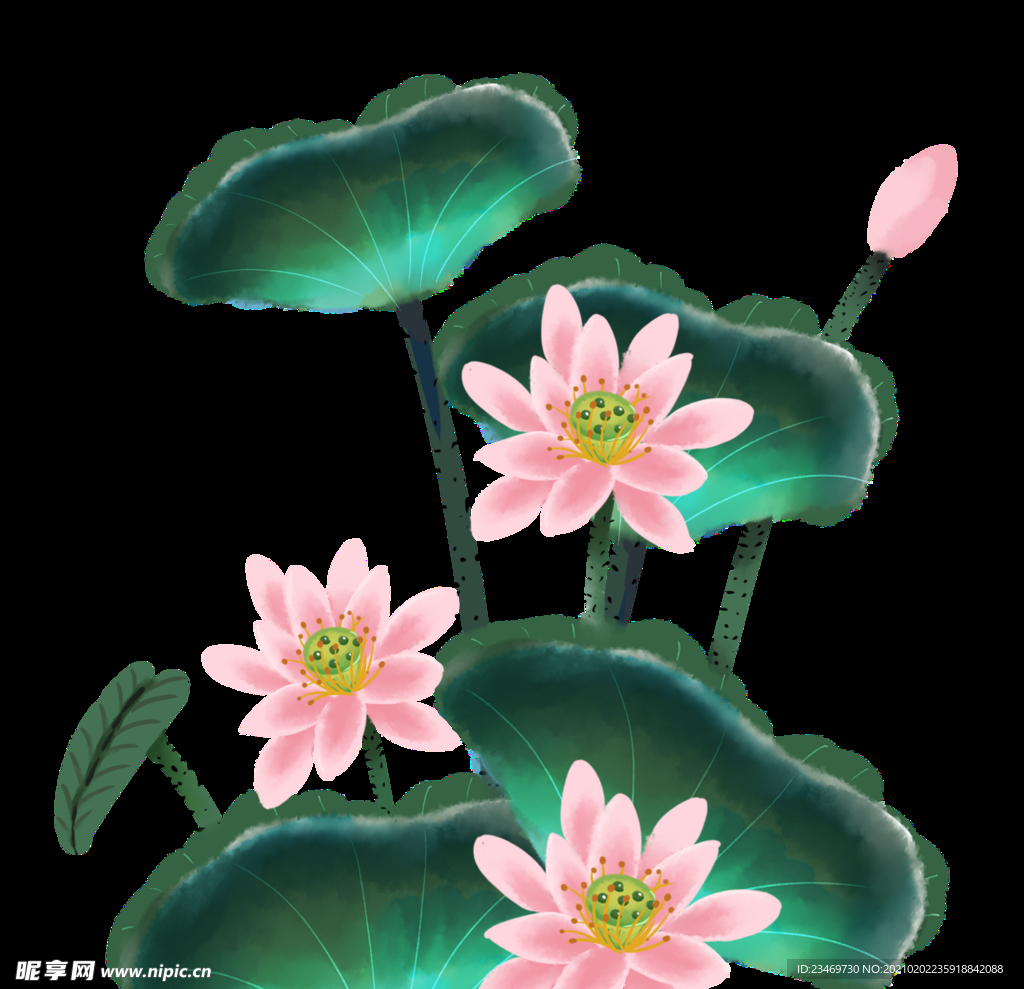 荷花