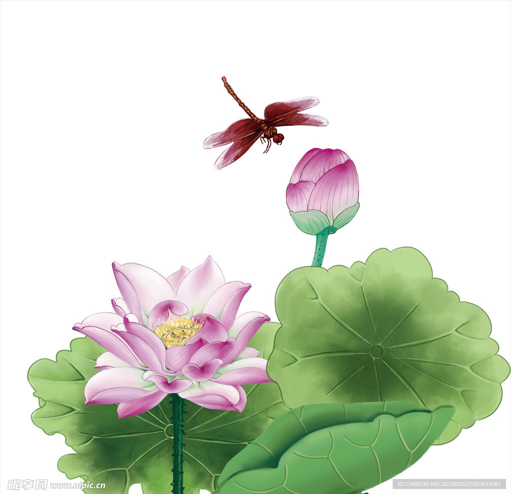 荷花