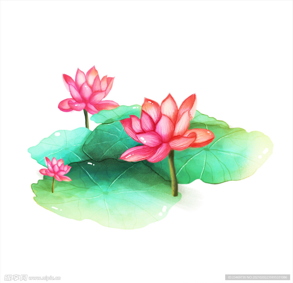 荷花