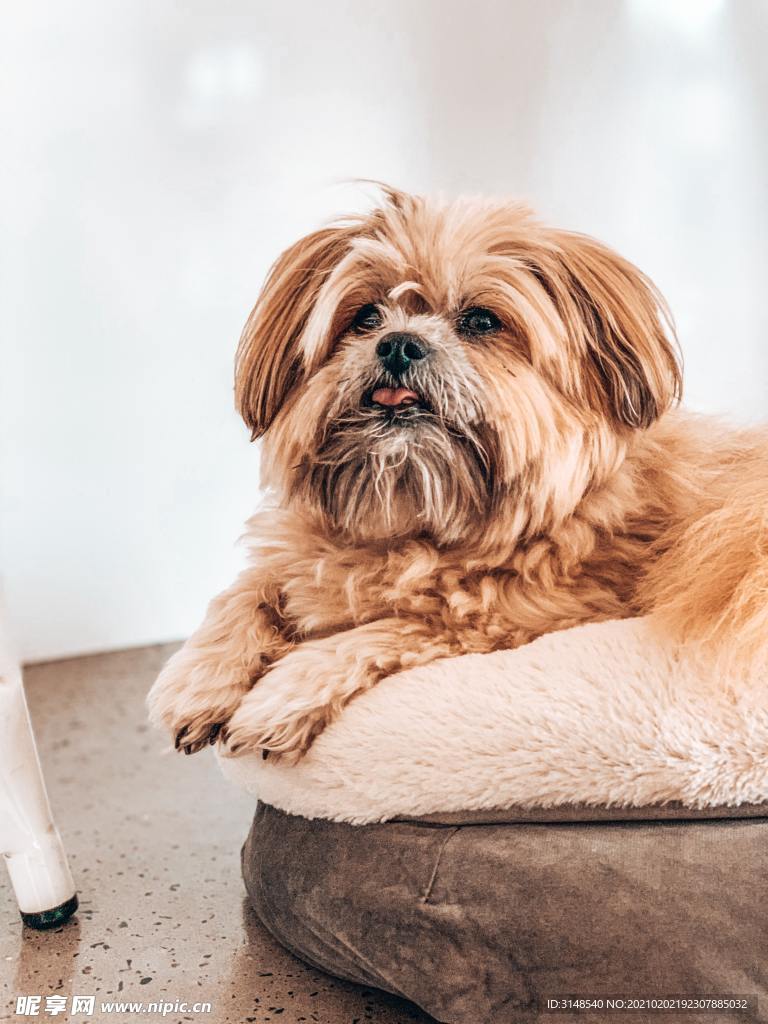 狮子狗棕毛照片