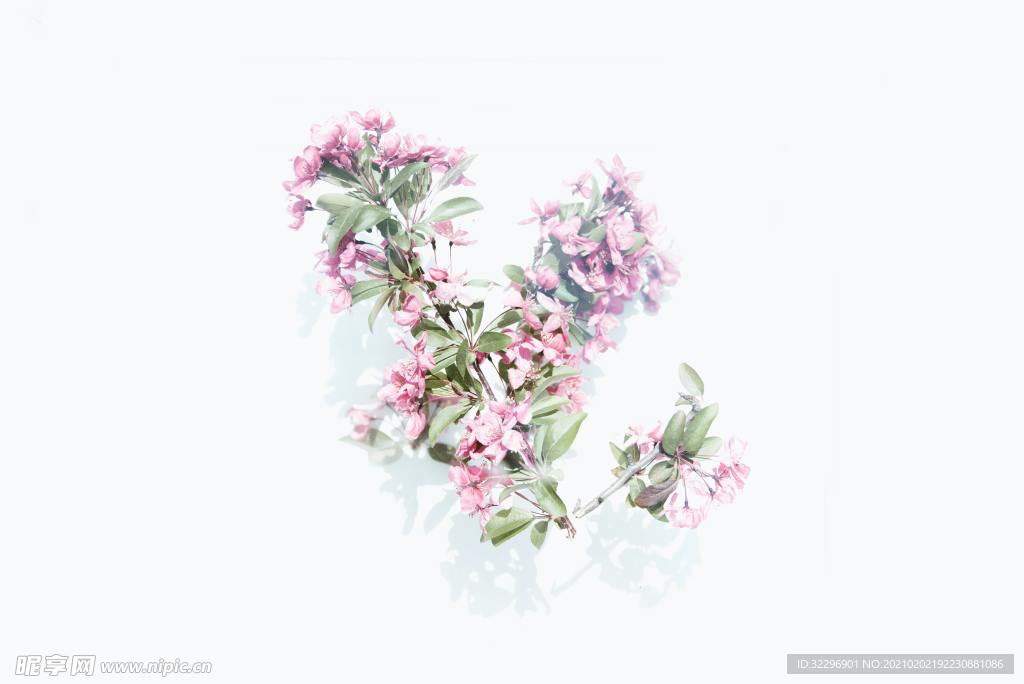 花卉