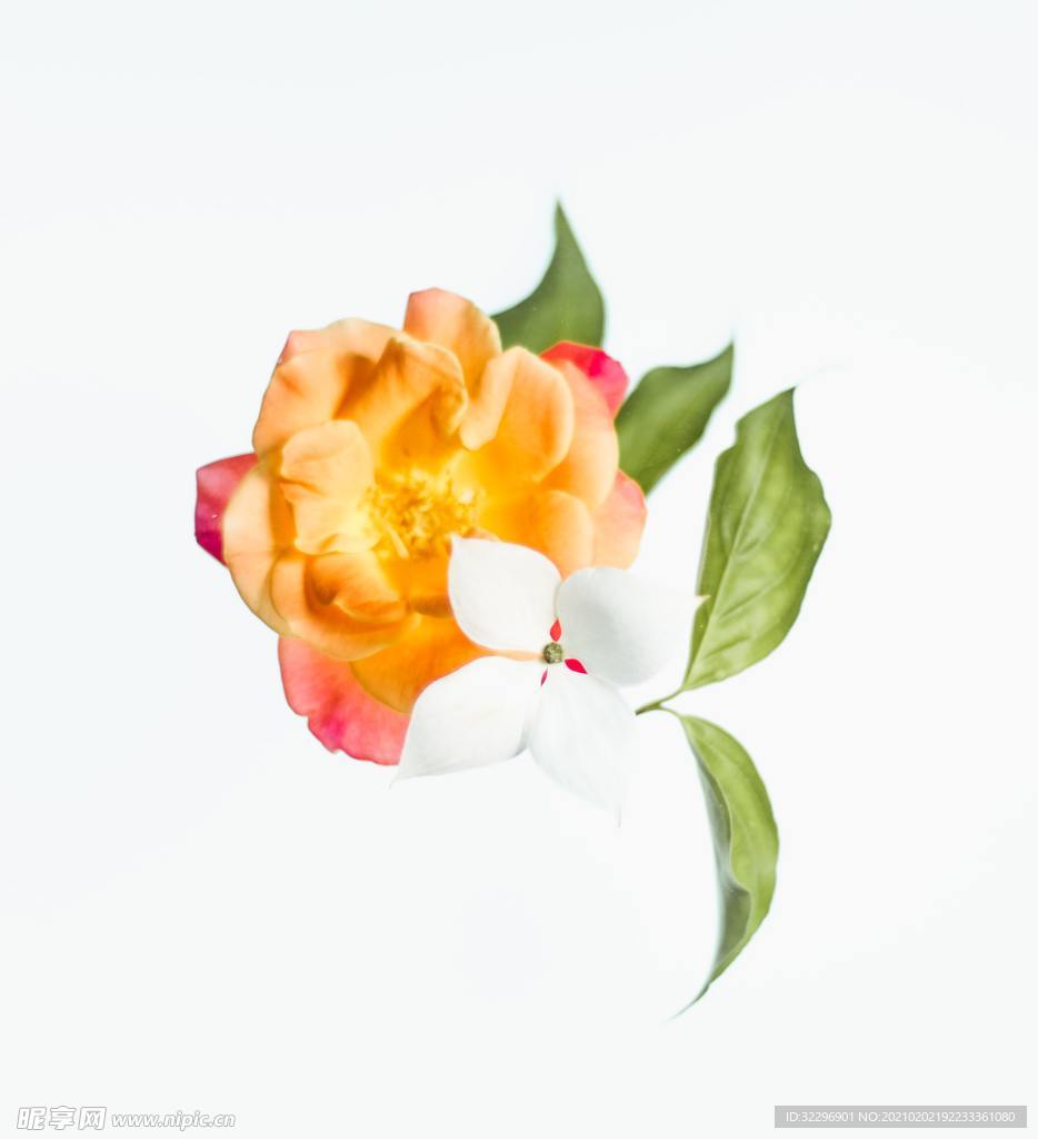 花卉