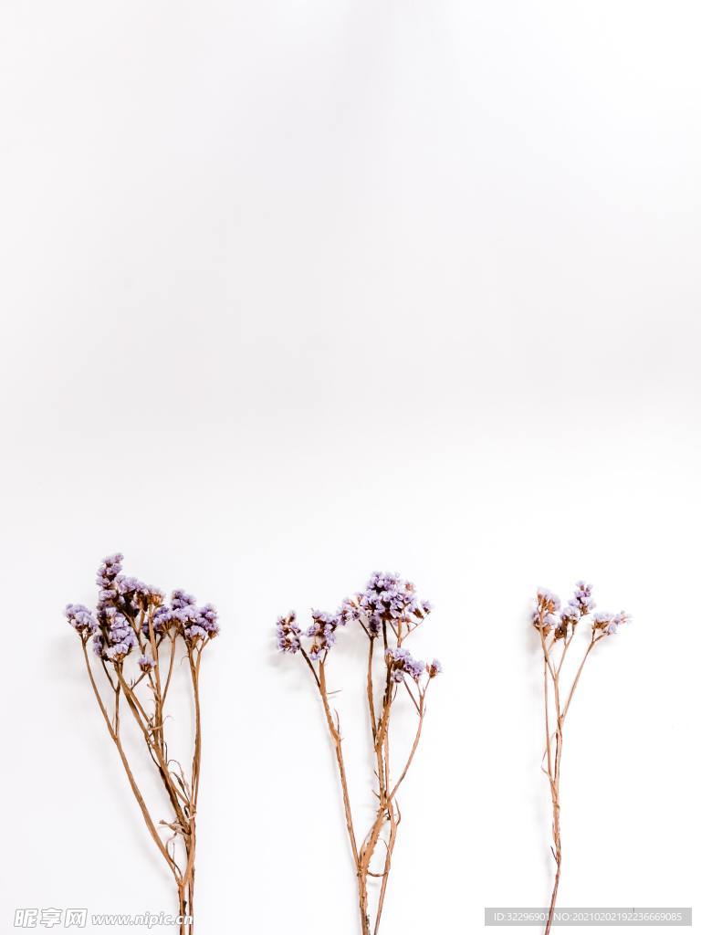 花卉