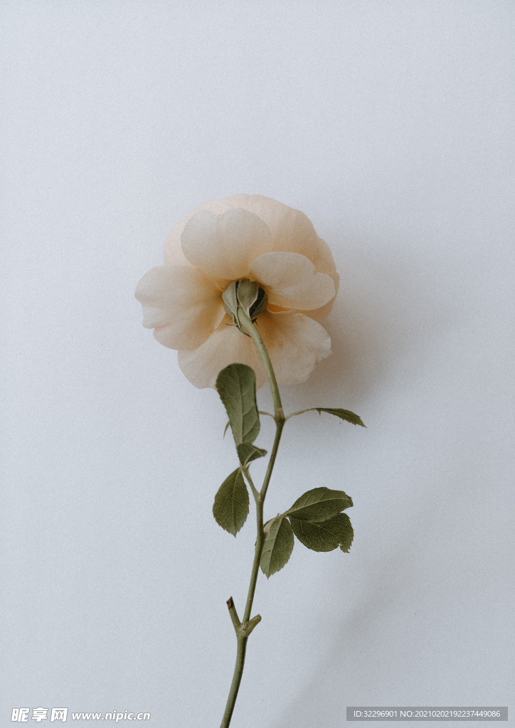 花卉